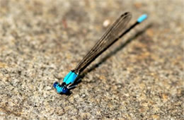 damselfly on rock