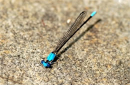 damselfly on rock