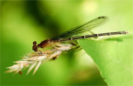 damselfly