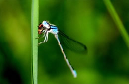 Damselfly Eating Prey