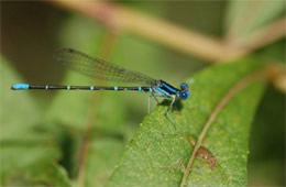 damselfly