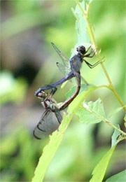 Dragonflies Mating