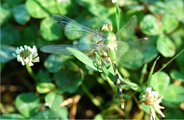 Erythemis simplicicollis - Eastern Pondhawk