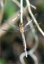 dragonfly