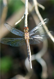 dragonfly