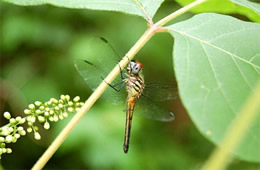 dragonfly