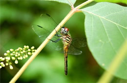 dragonfly