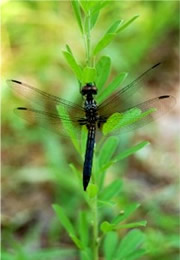 Anisoptera - Dragonfly