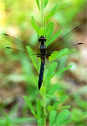 Anisoptera - Dragonfly