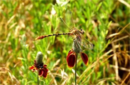 Phyllogomphoides stigmatus - Four-striped Leaftail Dragonfly