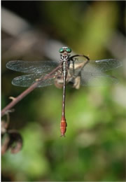 Stylurus plagiatus - Russet-tipped Clubtail 