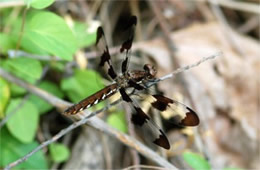 Plathemis lydia - Common Whitetail Dragonfly