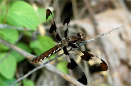 Plathemis lydia - Common Whitetail Dragonfly