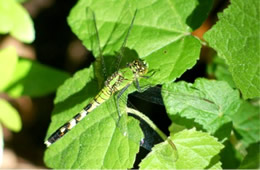 Erythemis simplicicollis - Eastern Pondhawk