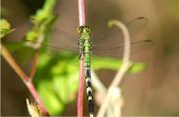 Erythemis simplicicollis - Eastern Pondhawk