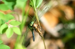dragonfly eating prey