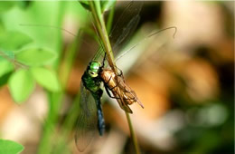 dragonfly eating prey