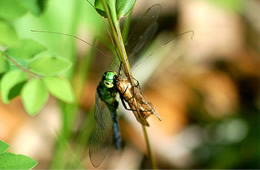 dragonfly eating prey