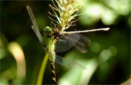 Erythemis simplicicollis - Eastern Pondhawk Dragonfly eating damselfly