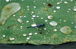 Dragonfly on Lotus Pad