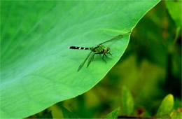 Eastern Pondhawk on Lotus Pad