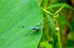 Dragonfly on Lotus Pad