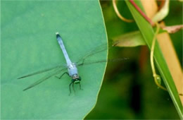 Dragonfly on Lotus Pad