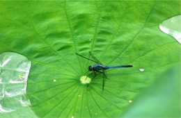 Dragonfly on Lotus Pad