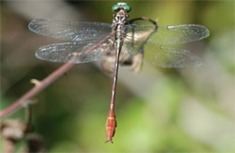 Stylurus plagiatus - Russet-tipped Clubtail 