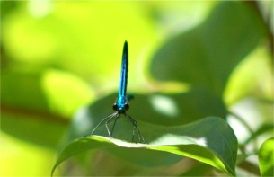 Calopteryx maculata - Ebony Jewelwing Damselfly