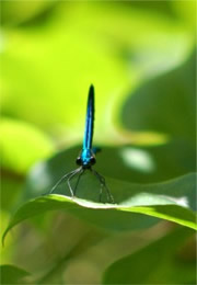 Calopteryx maculata - Ebony Jewelwing Damselfly