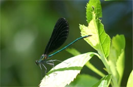 Calopteryx maculata - Ebony Jewelwing Damselfly