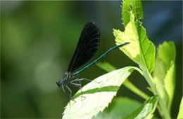 Calopteryx maculata - Ebony Jewelwing Damselfly