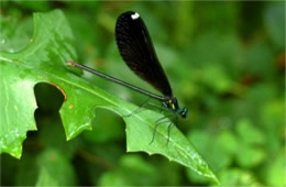 Calopteryx maculata - Ebony Jewelwing Damselfly