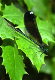 Calopteryx maculata - Ebony Jewelwing Damselfly