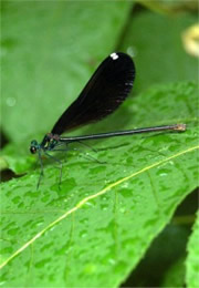 Calopteryx maculata - Ebony Jewelwing Damselfly