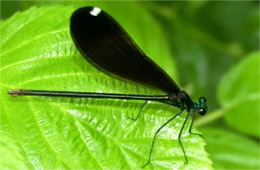 Calopteryx maculata - Ebony Jewelwing Damselfly