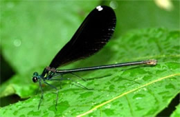 Calopteryx maculata - Ebony Jewelwing Damselfly