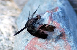 Pseudoleon superbus - Filigree Skimmer