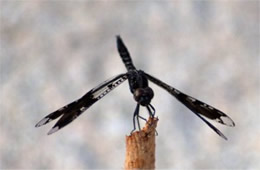 Pseudoleon superbus - Filigree Skimmer