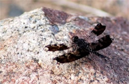 Pseudoleon superbus - Filigree Skimmer