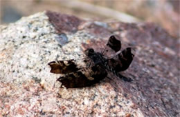 Pseudoleon superbus - Filigree Skimmer