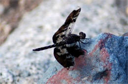 Pseudoleon superbus - Filigree Skimmer