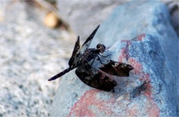 Pseudoleon superbus - Filigree Skimmer