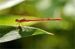 Telebasis byersi - Duckweed Firetail Damselfly