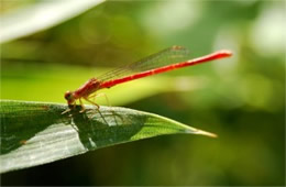 Telebasis byersi - Duckweed Firetail Damselfly