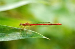 Telebasis byersi - Duckweed Firetail Damselfly