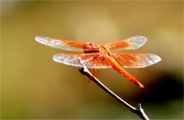 Libellula saturata - Flame Skimmer