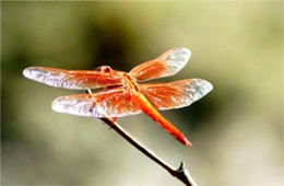 Libellula saturata - Flame Skimmer