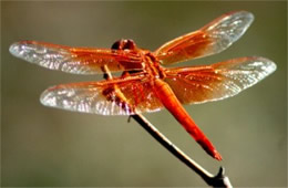 Libellula saturata - Flame Skimmer